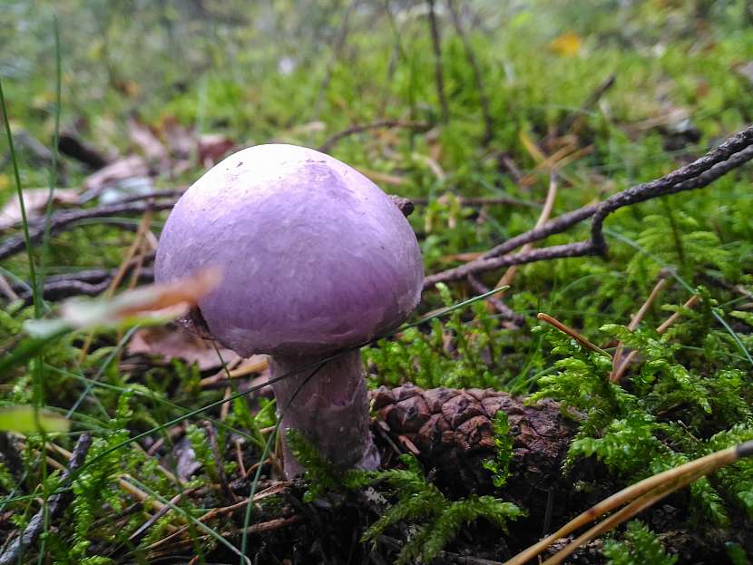 Čirůvka fialová je podzimní jedlá houba, nápadná svým fialovým zbarvením