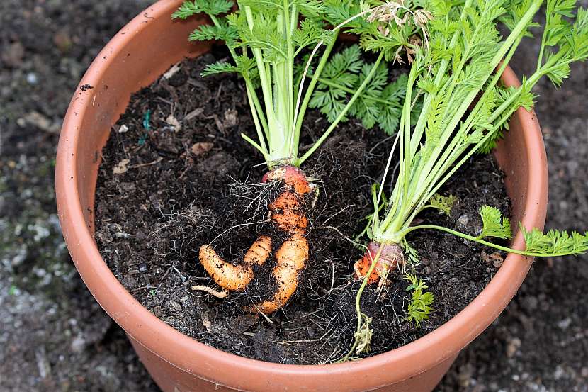 V nádobách vypěstujete i kořenovou zeleninu, třeba mrkev plnou vitamínů