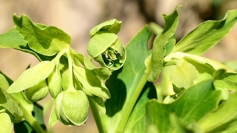 Čemeřice zelená (Helleborus viridis)