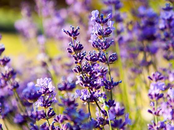 Lavandula officinalis: vůně Provence i ve vaší zahradě