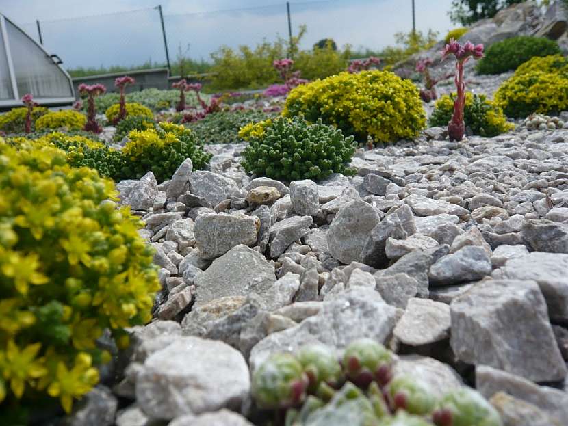 Stavíme s kamenem – skalka, suťoviště a suchá zídka