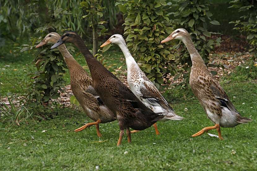 Jejich postoj je dán původním druhem, z něhož jsou vyšlechtěni