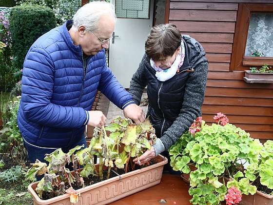 Zazimujte své balkonové rostliny včas (Zdroj:  Prima DOMA MEDIA, s.r.o.)