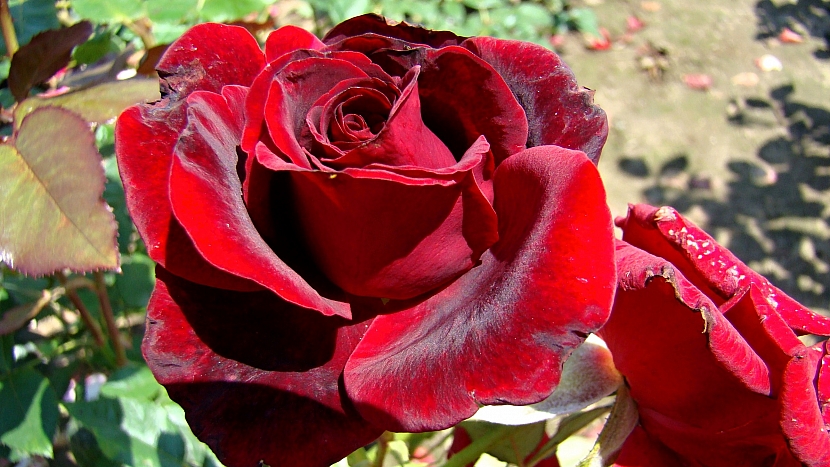 Velkokvětá růže France Libre