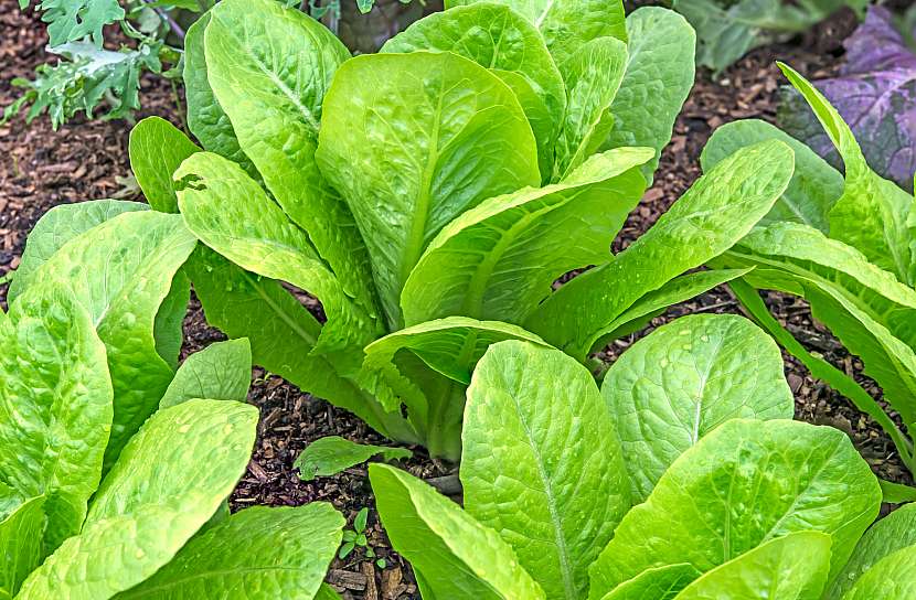 Špenát, saláty nebo třeba rukola mají krátkou vegetační dobu a lze je vysévat až do října