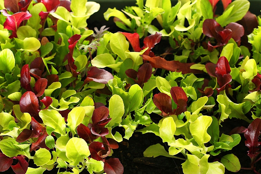 Listový baby salát ve velké škále barevných a tvarových variant (Zdroj: Depositphotos)