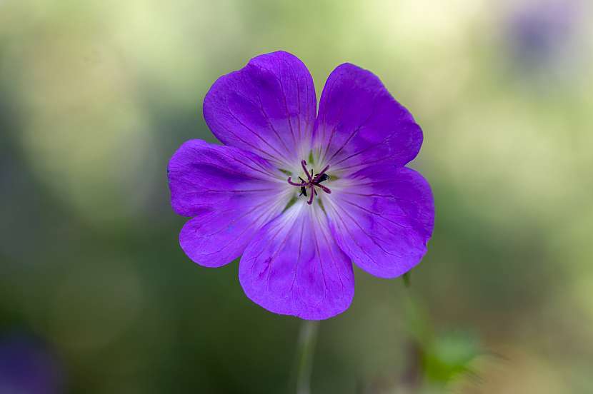 Má nádherné modrofialové květy