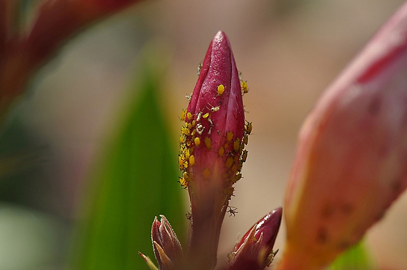 Mšice na květu (Zdroj: archiv Neudorff)