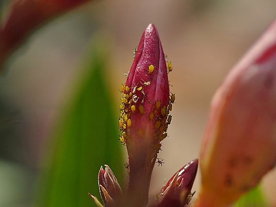 Mšice na květu (Zdroj: archiv Neudorff)