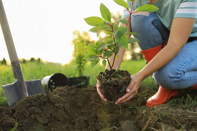 Jarní pěstování rostlin zahrnuje i výsadbu některých dřevin