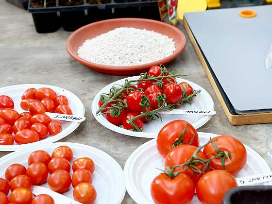 Na Josefa vysejte rajčatová semínka (Zdroj: archiv FTV Prima)