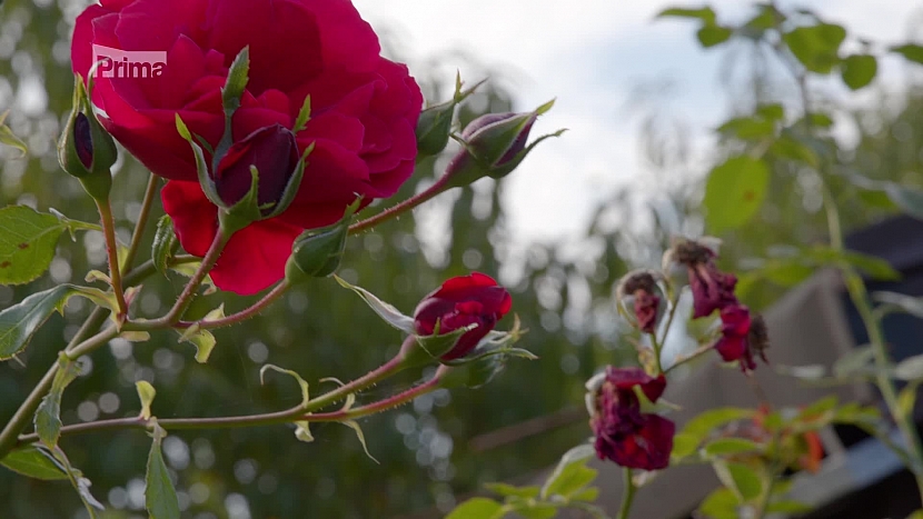 Víte, jak se na podzim postarat o růže a okrasné traviny? (Zdroj: Prima DOMA)