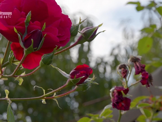 Víte, jak se na podzim postarat o růže a okrasné traviny? (Zdroj: Prima DOMA)