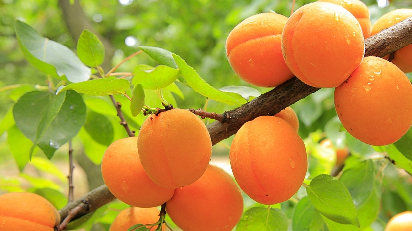 Meruňka obecná (Prunus armeniaca) patří spolu s třešní, broskvoní či švestkou k rozsáhlému rodu slivoní.