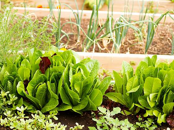 Chcete zdroj vitaminů na podzim? Vsaďte na zeleninu s krátkou vegetační dobou