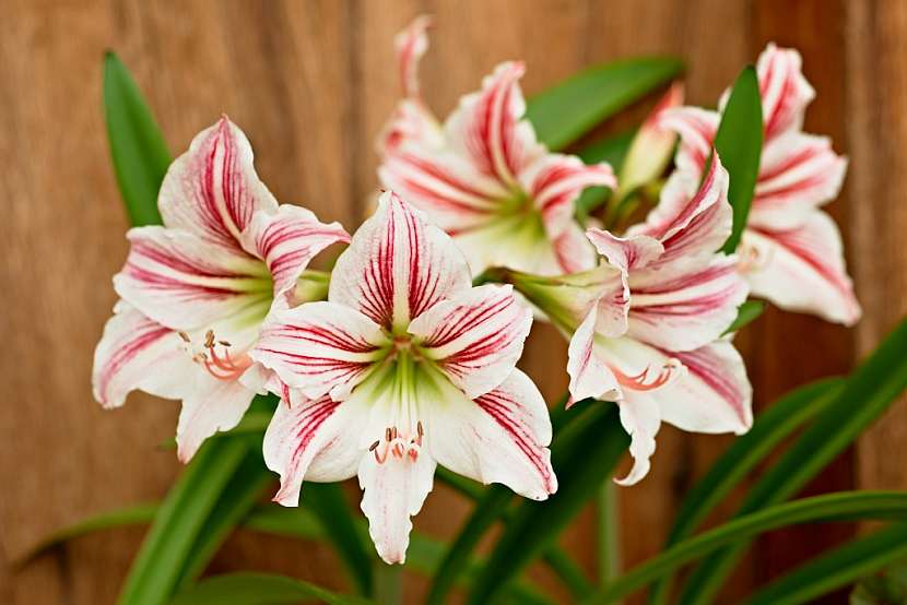 Hippeastrum, čili Hvězdník
