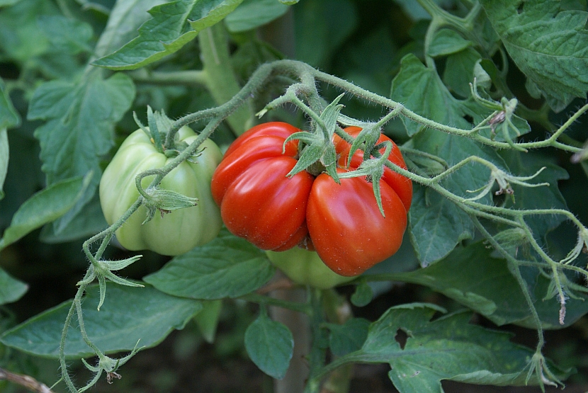 Říjen v zahradě: otrhejte poslední rajčata