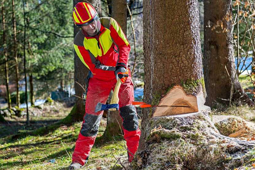 Pravidla pro řezání stromů platí pro fyzické i pro právnické osoby