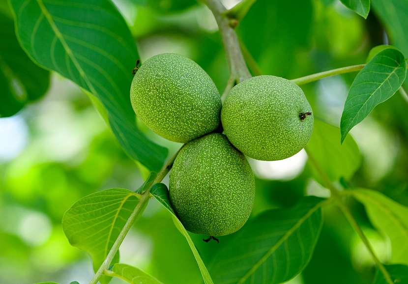Pokud včas podchytíte výskyt vrtule ořechové, dočkáte se bohaté a zdravé úrody