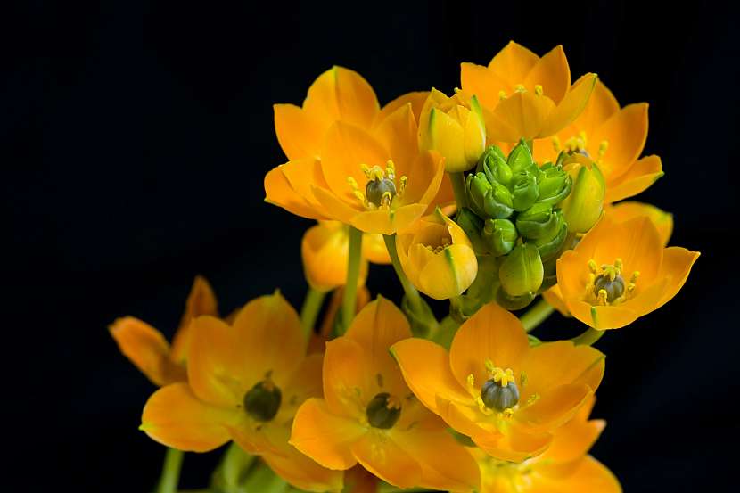 Ornithogalum dubium