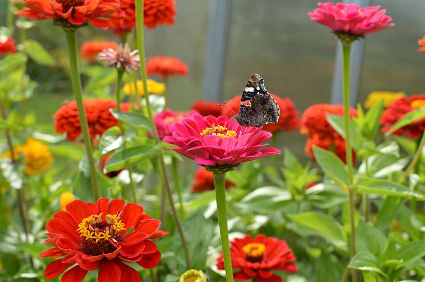 Pěstování cínie přiláká do zahrady motýly