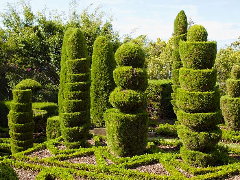 Zimostráz čili buxus je ozdobou nejen zahrad, ale i zámeckých parků (Zdroj: Depositphotos (https://cz.depositphotos.com))