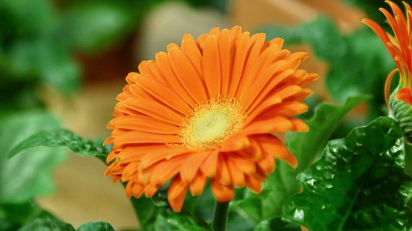 Barevné gerbery: Marnivé krásky v květináči 4