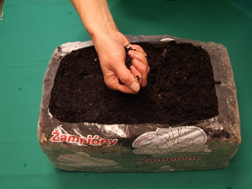 Krycí zeminu navlhčete tak, aby z ní po stlačení v dlani vyteklo několik kapek vody. Takto vlhkou ji udržujte neustále