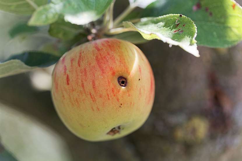 Obaleč jablečný a jeho larvy především nám mohou zdecimovat celou úrodu