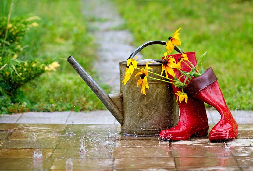 Svod dešťové vody: jak na zachycení vláhy pro zahradu (Zdroj: Depositphotos)
