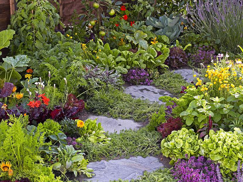 Bylinky na zahradě dokážou chránit zeleninu i květiny