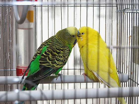 Pokud vám nevyhovuje klec pro papouška v obchodě postavte si ji sami (Zdroj: Depositphotos (https://cz.depositphotos.com))
