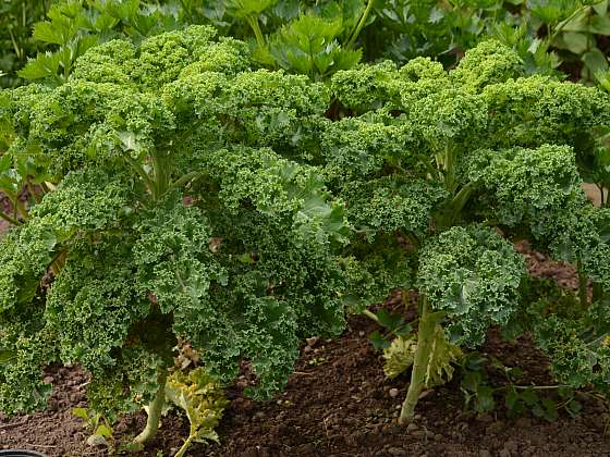 Zeleninová zahrada musí obsahovat kadeřávek v každém případě, už jen kvůli jeho vysokému obsahu vitaminu C (Zdroj: Jaromír Malich)