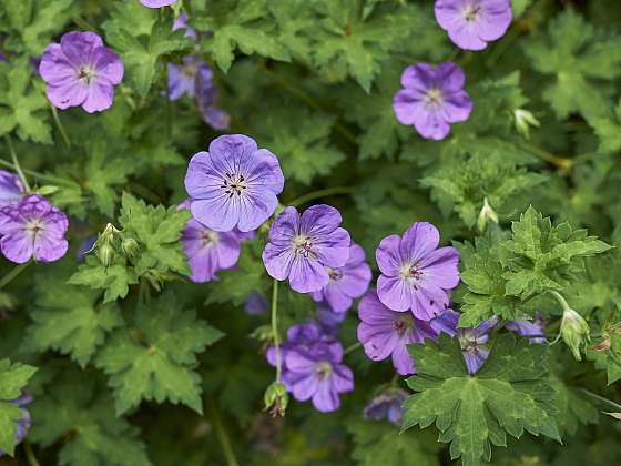 otevřít: Kakost himalájský je oblíbený pro své modrofialové květy