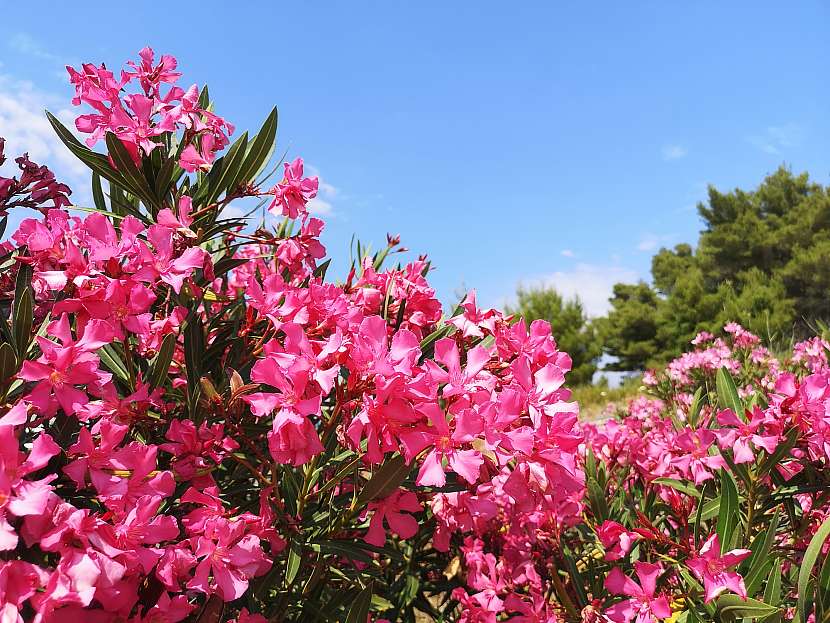 Aby oleandr krásně kvetl, je třeba ho pravidelně seřezávat (Zdroj: Depositphotos (https://cz.depositphotos.com))