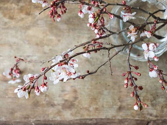 otevřít: Svatá Barbora, třešňová větvička a další lidové zvyky