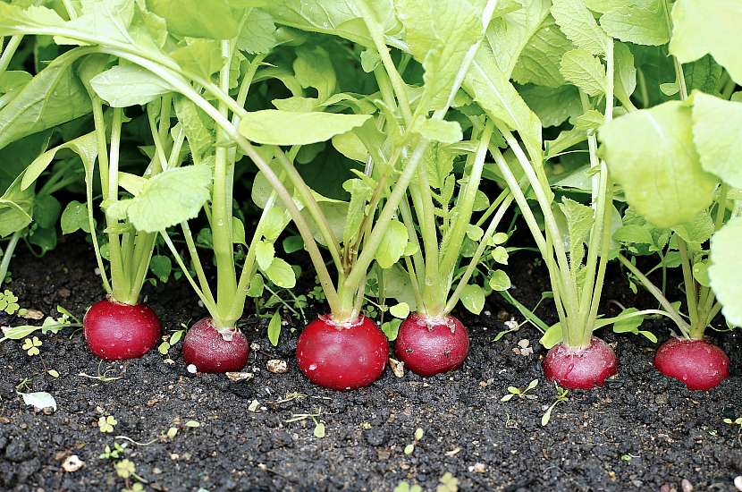 Ředkvičky patří k nejvíce rychleným druhům zeleniny, rostou v nádobě, na záhoně i ve skleníku