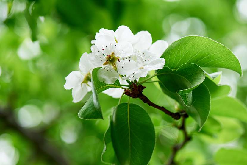 Bílé květy kvetoucí třešně