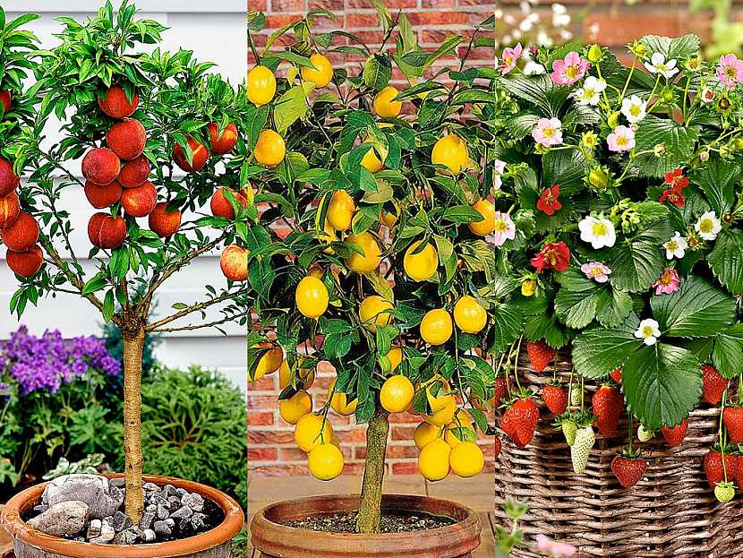 Ovocné stromky - vyberte si ten svůj v jarním katalogu Bakker