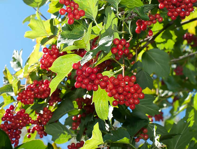 Červené plody jsou podzimní potravou pro ptáky