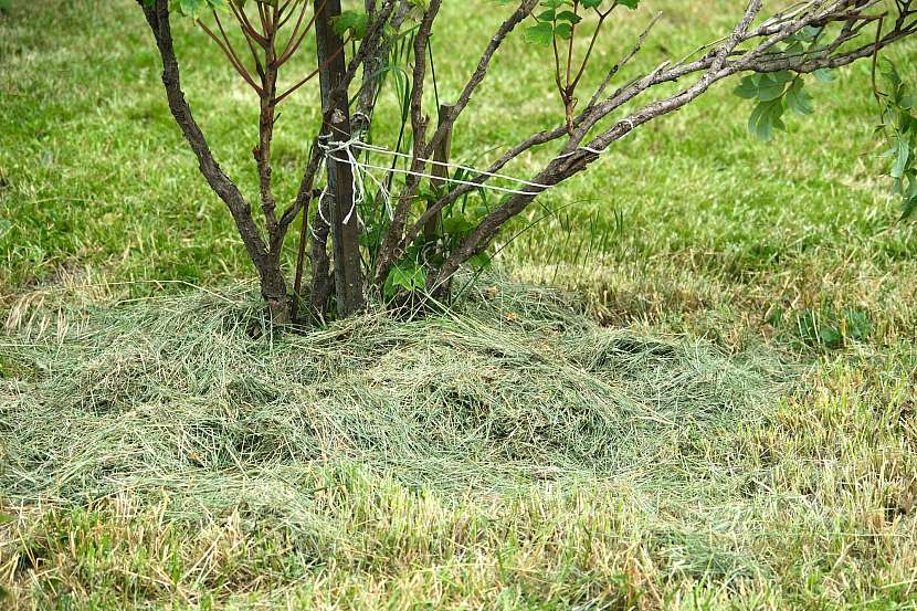 Mulč z trávy pomůže stromům a keřům zadržet vláhu a eliminuje růst plevelů