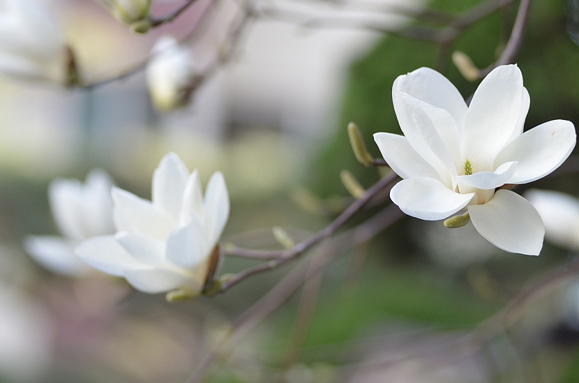 Magnolie: Vznešená okrasa jarních zahrad