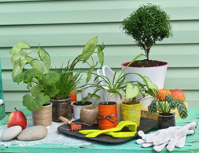 Nádobové rostliny si správnou péči zaslouží. Víte, jak je správně pěstovat? (Zdroj: Depositphotos (https://cz.depositphotos.com))