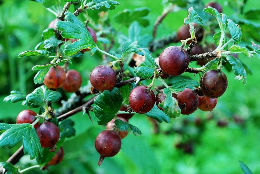 Rybíz, angrešt a josta patří mezi stálice na našich zahradách