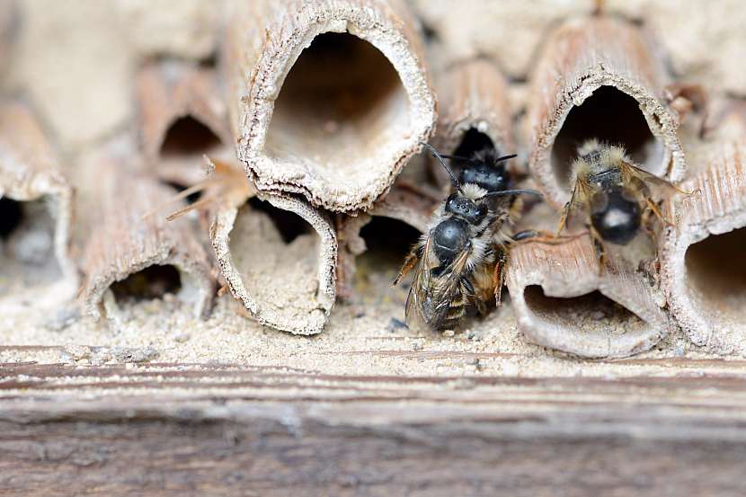 Samotářské včely
