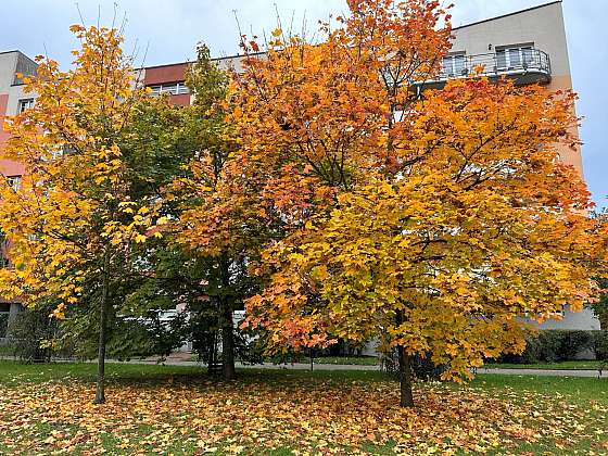 Podzimní úklid zahrady je ve znamení spadaného listí (Zdroj: Šárka Miškovská)