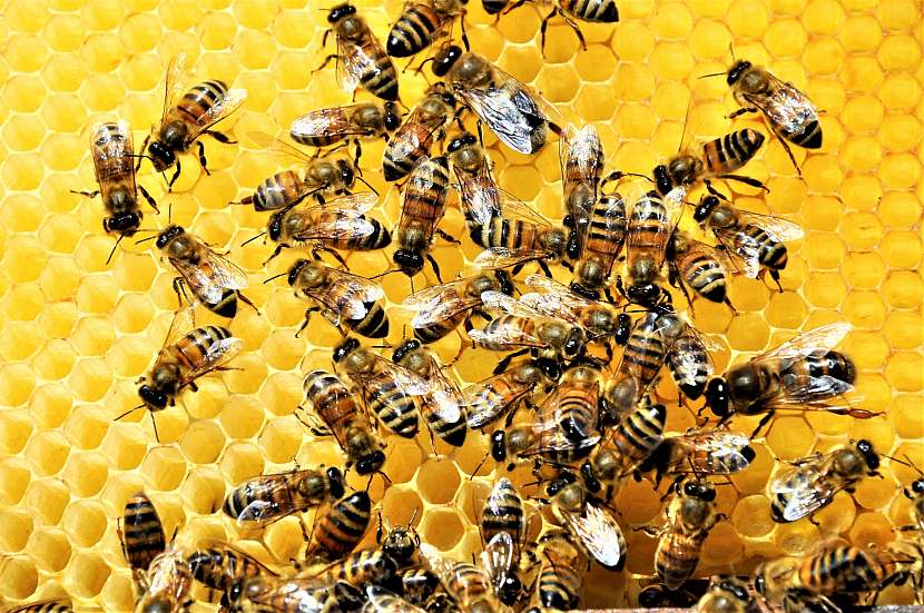 Bez včel by nebyl život