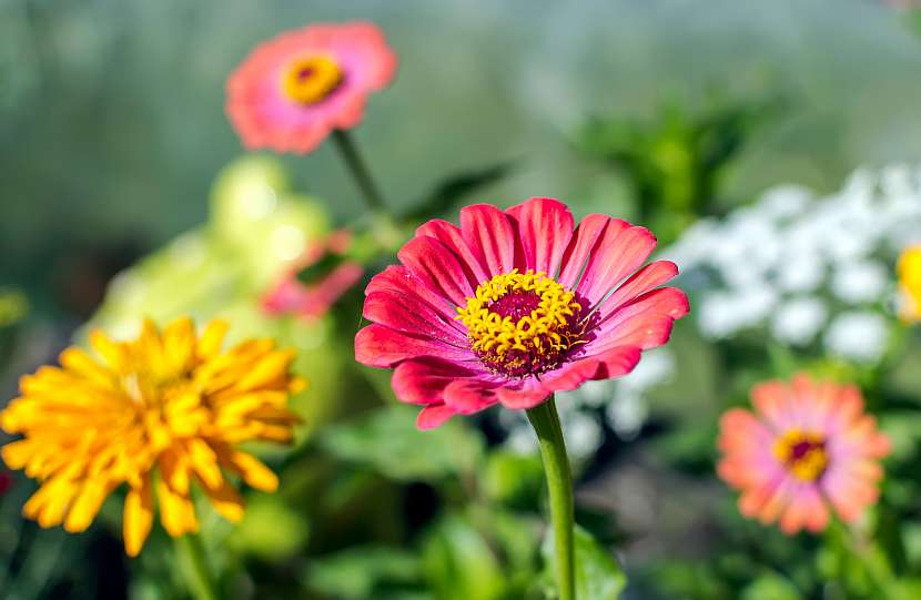 Ostálka sličná patří mezi nejkrásnější jednoleté květiny našich zahrad (Zdroj: Depositphotos (https://cz.depositphotos.com))