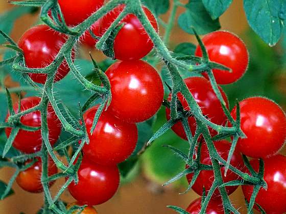 Ze semínek rajčat si můžete připravit vlastní osivo
