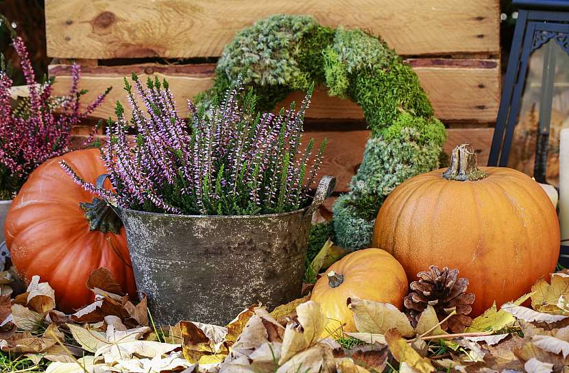 I květiny můžou být halloweenskou ozdobou